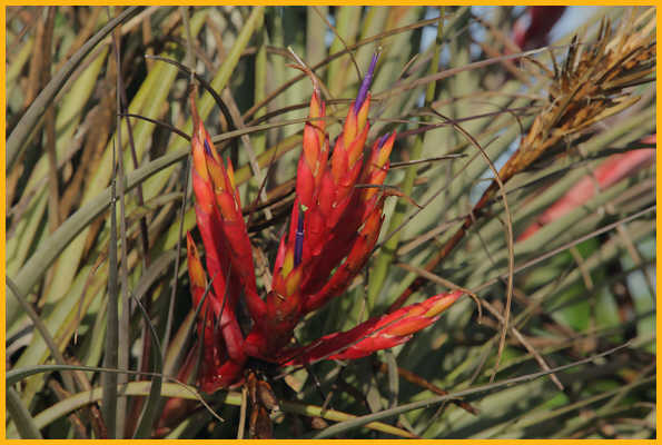 Quill-leaf Air Plant