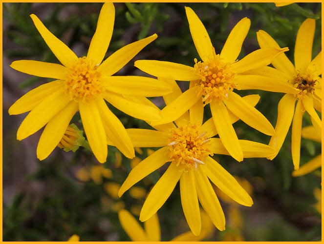 Threadleaf Groundsel