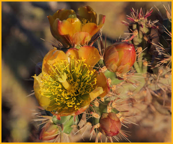 Buckhorn Cholla Cactus