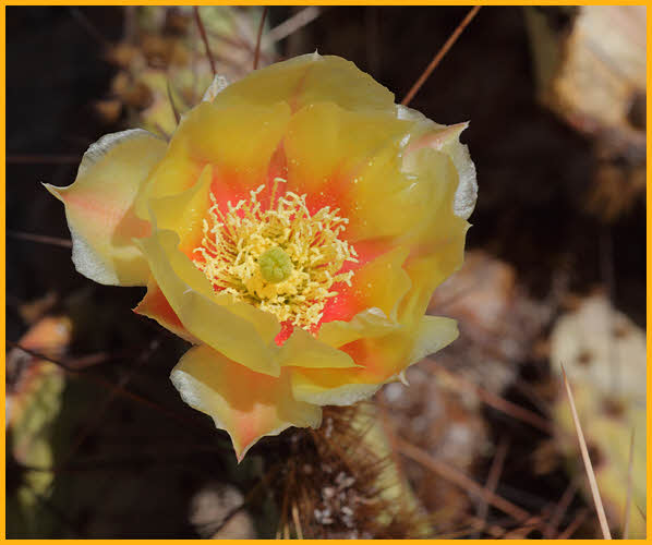 Tuberous Prickly Pear Cactus