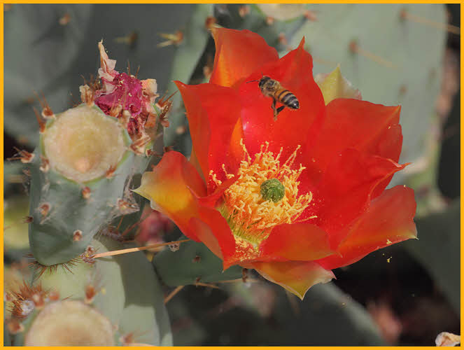 Beavertail Cactus