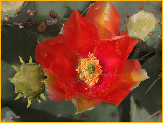 Beavertail Cactus
