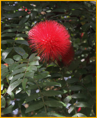 Calliandra