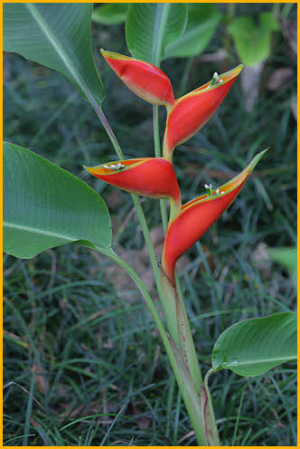 Heliconia Stricta