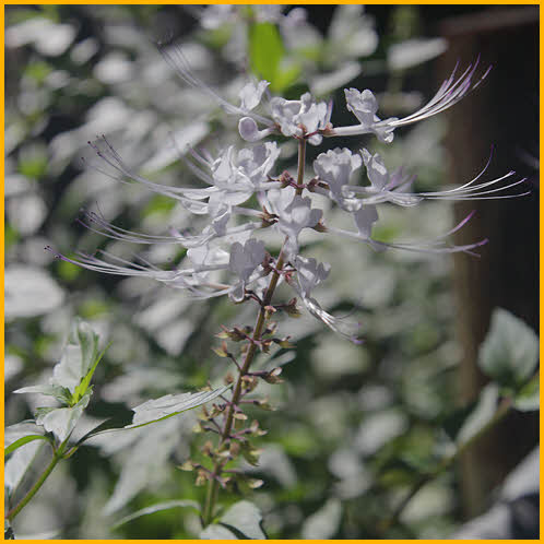 Cat's Whiskers