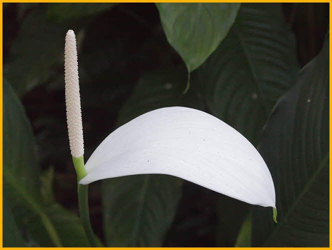 White Anthurium