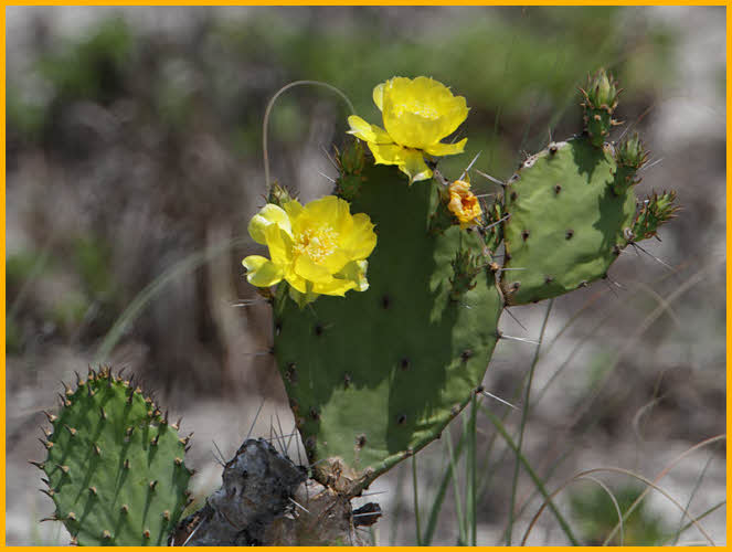 Eastern Prickly Pear