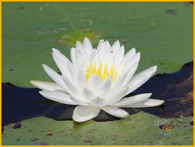Fragrant Water Lily