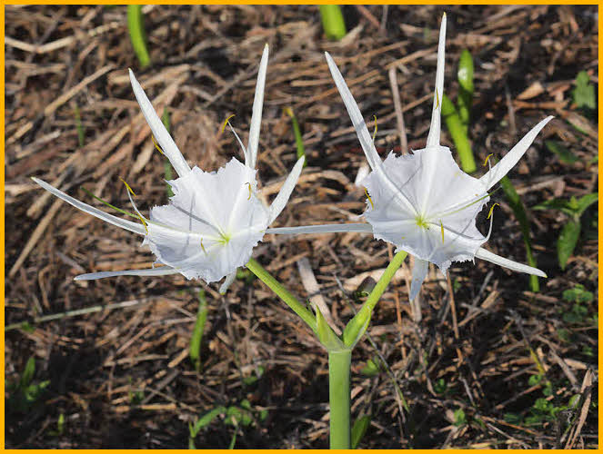 Spider Lily