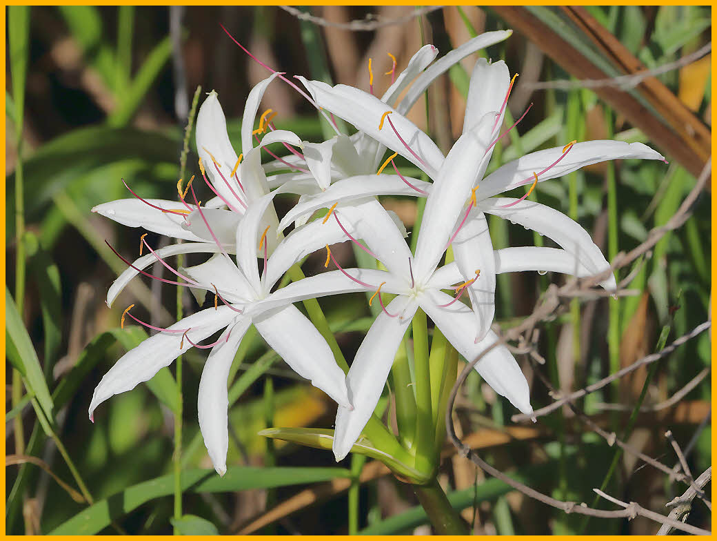 Swamp Lily