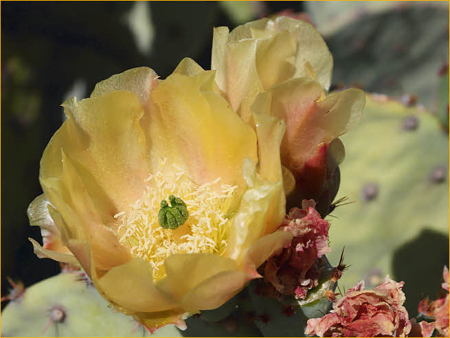Prickly Pear Cactus