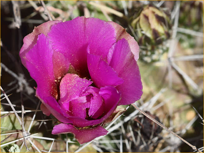 Hedge Hog Cactus