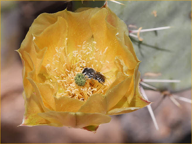 Prickly Pear Cactus with Bee