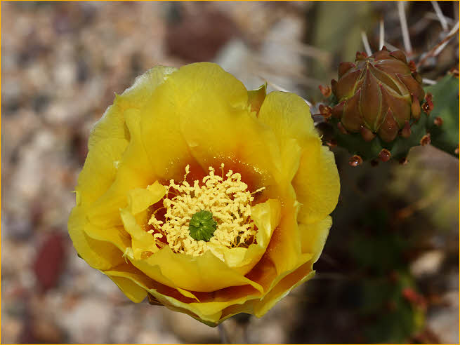Saguaro Cactus