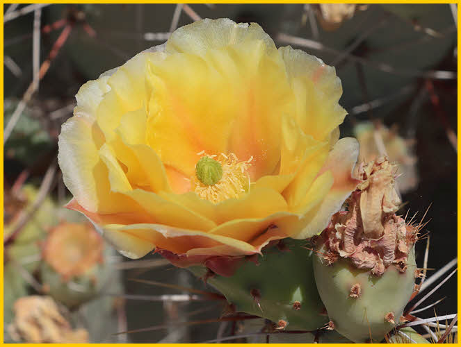 Prickly Pear Cactus
