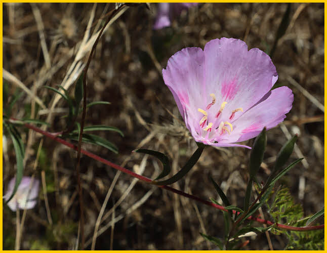 Purple Flower