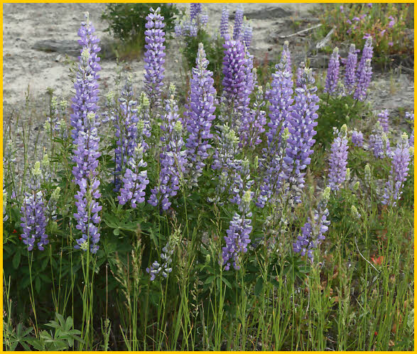 Lupine