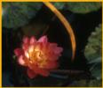 Fragrant Water Lily