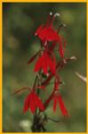 Cardinal Flower