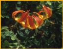 Carolina Lily