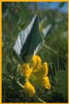 Buffalo Gourd