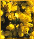 Gorse