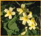Wild Flowers of the Burren