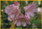 Rhododendron