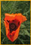 Orange Poppy