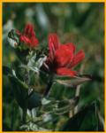 Alpine Paintbrush