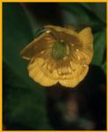 Alpine Buttercup