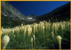 Bear Grass