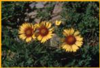 Yellow Alpine Flowers