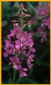 Fireweed