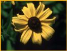 Blackeyed Susan