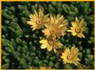 Ice Plant