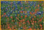 Bluebonnets &  Indian Paintbrush