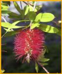 Bottle Brush