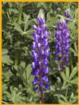Arroyo Lupine