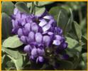 Texas Mountain Laurel