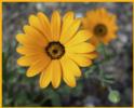 Desert Daisy