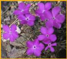Trailing Phlox