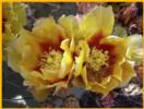 Prickley Pear Cactus