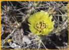 Devil Cholla