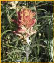 Texas Paintbrush