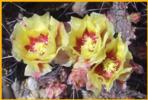 Purple Prickley Pear