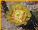Prickley Pear