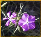 Santa Fe Phlox