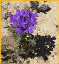 Prairie Verbena