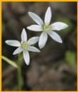 Star-of-Bethlenem
